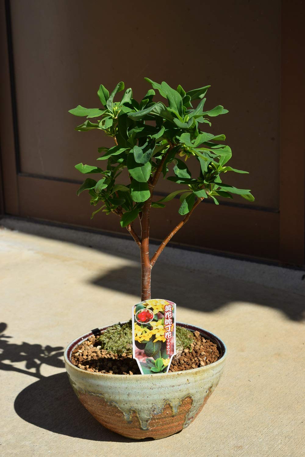 Amazon.co.jp: ジンチョウゲ鉢花沈丁花 黄花沈丁花 夏坊主 : DIY・工具